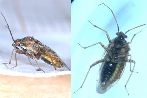 Réf. 222 001 : Lygus rugulipennis